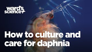 Caring and Culturing for Daphnia [upl. by Ical273]