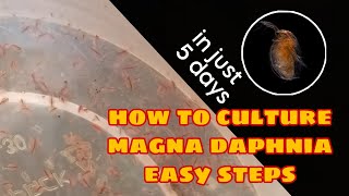 How to Culture Magna Daphnia Easily [upl. by Sirtemed]