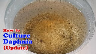 How to Culture Daphnia Update with ZERO Cost  Unlimited Live Food for Our Fish [upl. by Dupaix319]