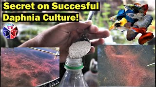 How to Culture Daphnia Successfully [upl. by Urbannal]