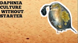 HOW TO CULTURE DAPHNIA NATURALLY WITHOUT A STARTER [upl. by Mulloy]