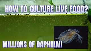 How to Culture Daphnia Secret Method to Breed MILLIONS  Simply Aquatic [upl. by Reagen173]