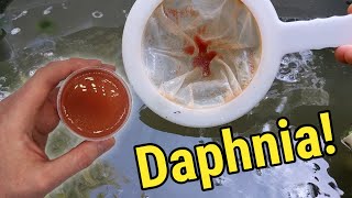 How I Culture Daphnia In Outdoor Tubs [upl. by Resay]