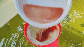 How to culture daphnia  Daphnia culture  How to grow daphnia outdoor [upl. by Nedah]