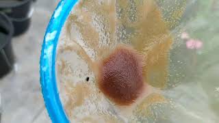 How to culture daphnia moina in a small container Part 1 English Subtitle [upl. by Oilicec189]