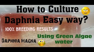 Daphnia MagnaHow to Culture Daphnia Easy wayCulturing Daphnia using Green water Daphnia [upl. by Otilegna]