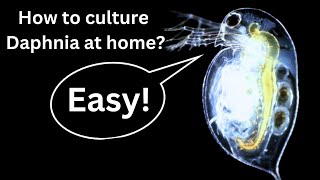 BEST Live Fish Food Beginner guide How to Culture Daphnia at home [upl. by Schaab926]