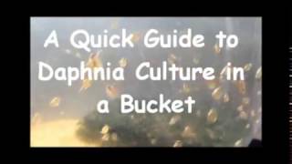 How to culture daphnia outside [upl. by Enidaj678]