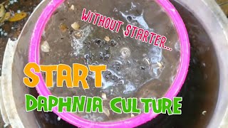 How to culture daphnia moina the easy way 1  Starting the Daphnia culture [upl. by Marne]