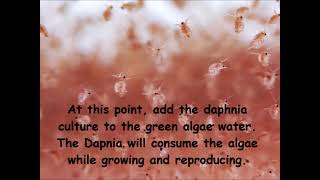 Daphnia  How to grow daphnia in your home [upl. by Colston]