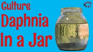 How to Culture Daphnia in a Jar [upl. by Havot]