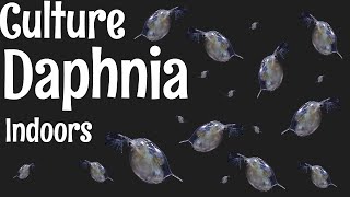 How to Culture Daphnia [upl. by Jew]