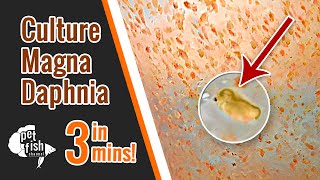 How to culture DAPHNIA MAGNA  The easy way [upl. by Nevla953]