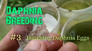 Daphnia Culture made simple and easy 3  Hatching Daphnia eggs [upl. by Mehetabel]