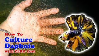 How to Culture Daphnia with ZERO Cost  Unlimited Live Food For Our Fish [upl. by Esidarap]