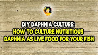 DIY Daphnia Culture How to Culture Nutritious Daphnia as Live Food for Your Fish [upl. by Auqinimod83]