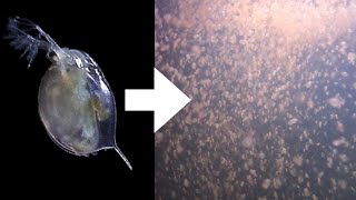 How I Culture Daphnia [upl. by Hoy]