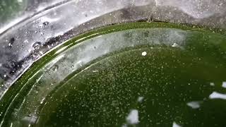 DAPHNIA MOINA CULTURE IN A SMALL BUCKET [upl. by Virg]