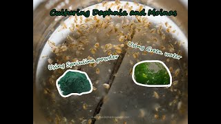 How To Culture Daphnia and Moinas using Green Water Spirulina powder [upl. by Kikelia]