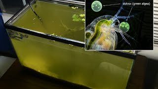 Raising Daphnia for the Freshwater Aquarium [upl. by Quinton]