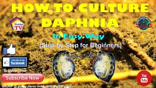 HOW TO CULTURE DAPHNIA In Easy Way [upl. by Welker]